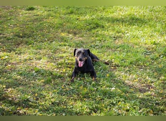 Chip 270158: sucht ein Zuhause