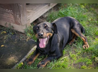 Chip 270158: sucht ein Zuhause