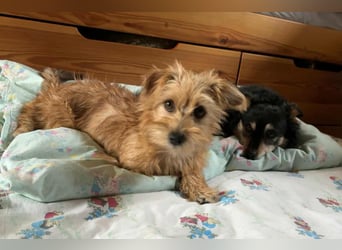 Möhre - supersüß.kuschelig&fröhlich