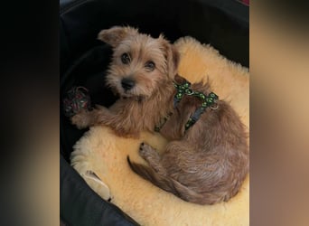 Möhre - supersüß.kuschelig&fröhlich