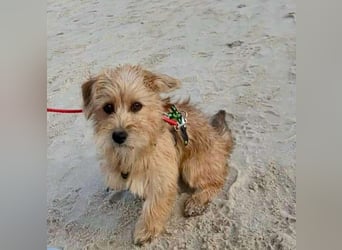 Möhre - supersüß.kuschelig&fröhlich