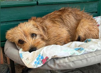 Möhre - supersüß.kuschelig&fröhlich