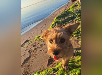 Möhre - supersüß.kuschelig&fröhlich