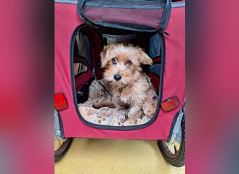 Möhre - supersüß.kuschelig&fröhlich