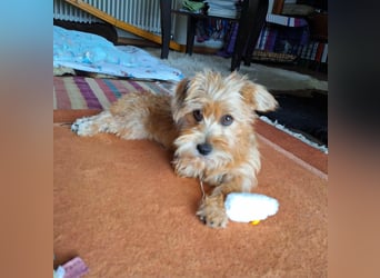 Möhre - supersüß.kuschelig&fröhlich