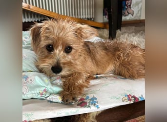 Möhre - supersüß.kuschelig&fröhlich