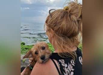 Möhre - supersüß.kuschelig&fröhlich