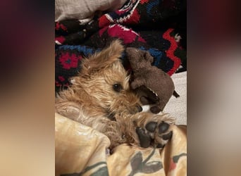 Möhre - supersüß.kuschelig&fröhlich