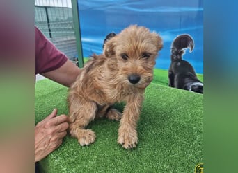 Möhre - supersüß.kuschelig&fröhlich