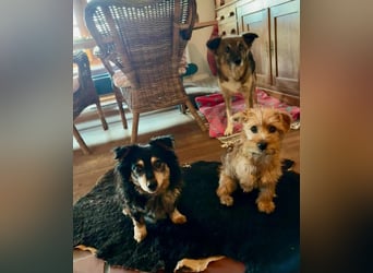 Möhre - supersüß.kuschelig&fröhlich