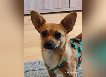 Kleines Herz, große Liebe: Bonny wartet auf dich