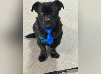 CHAPY - Der schwarzgetigerte Entdecker