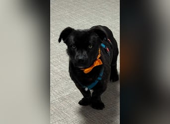 CHAPY - Der schwarzgetigerte Entdecker