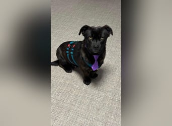 CHAPY - Der schwarzgetigerte Entdecker