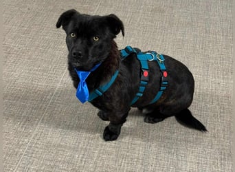 CHAPY - Der schwarzgetigerte Entdecker