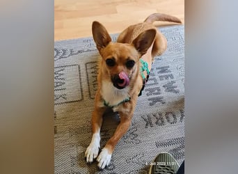 Kleines Herz, große Liebe: Bonny wartet auf dich