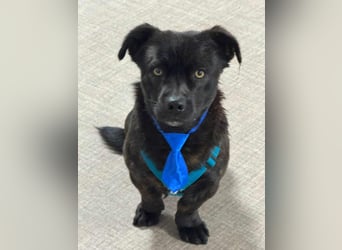 CHAPY - Der schwarzgetigerte Entdecker