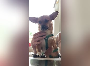 Kleines Herz, große Liebe: Bonny wartet auf dich