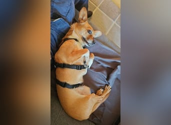 Kleines Herz, große Liebe: Bonny wartet auf dich