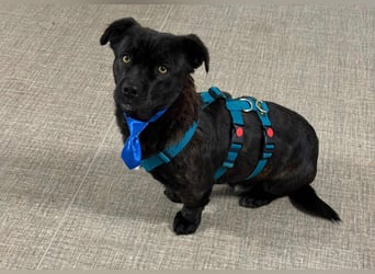 CHAPY - Der schwarzgetigerte Entdecker