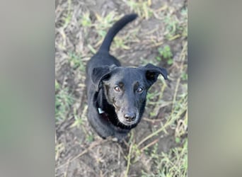 Tyson - klein&freundlich