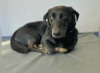 Tyson - umgänglicher kleiner Alltagsbegleiter