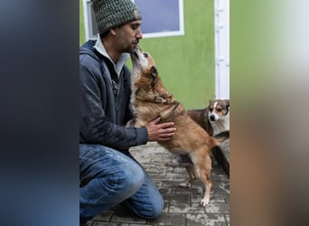 Otto - kleiner Charakterhund