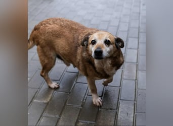 Otto - kleiner Charakterhund
