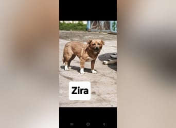 Zira - aus Mangalia
