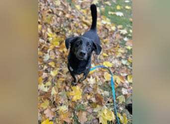 Tyson - klein&freundlich