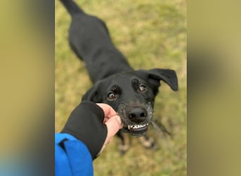 Tyson - klein&freundlich