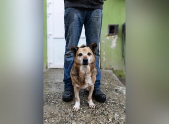 Otto - kleiner Charakterhund