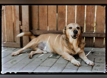 Otto - kleiner Charakterhund