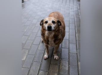 Otto - kleiner Charakterhund