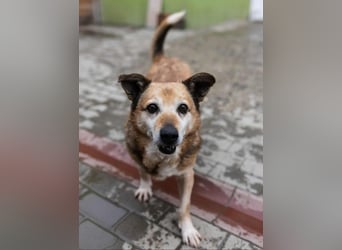 Otto - kleiner Charakterhund