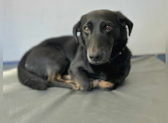 Tyson - klein&freundlich