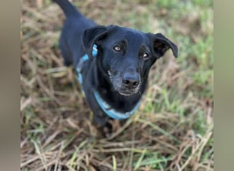 Tyson - umgänglicher kleiner Alltagsbegleiter