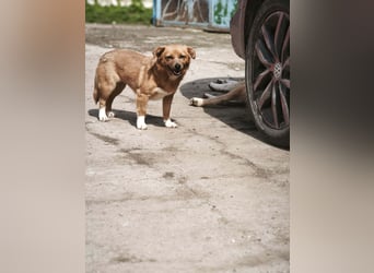Zira - aus Mangalia