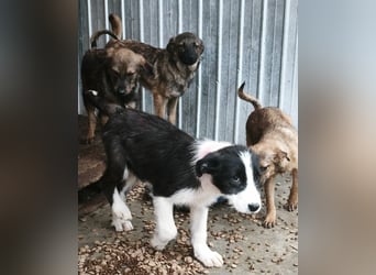 Buddy - sucht Nähe