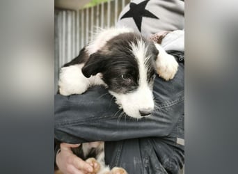 Buddy - sucht Nähe