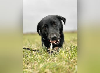 Tyson - klein&freundlich