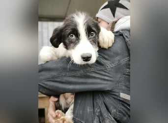 Buddy - sucht Nähe
