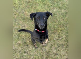 Tyson - klein&freundlich