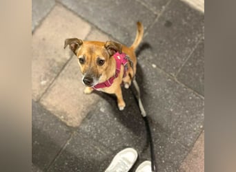 Bailey - aktiv und sensibel