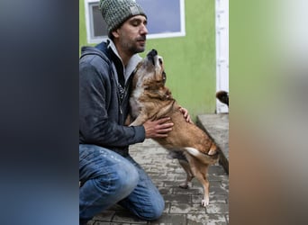 Otto - kleiner Charakterhund