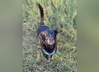 Tyson - umgänglicher kleiner Alltagsbegleiter