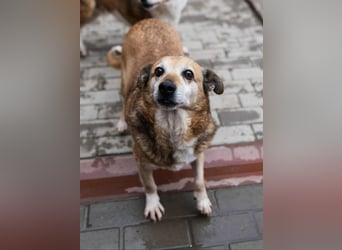 Otto - kleiner Charakterhund