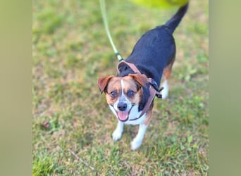 Miska - anfängerfreundlich,kinderlieb,katzenverträglich