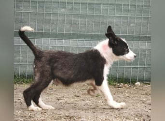 Buddy - sucht Nähe