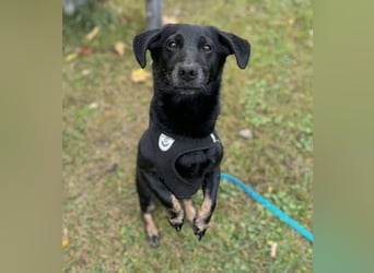 Tyson - umgänglicher kleiner Alltagsbegleiter